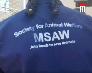MSAW
